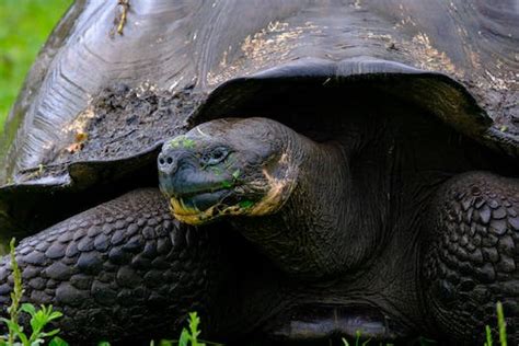 巴西烏龜|巴西龜是什麼烏龜？巴西龜產地環境、生活習性、繁殖周期科普